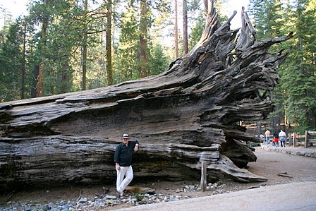 Meg sjølv framom eit rotvelt Sequoiatre: The Fallen Monarch